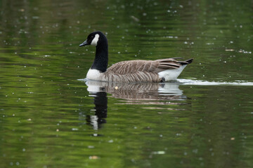 Bernache du Canada, nid, .Branta canadensis, Canada Goose