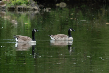 Bernache du Canada, nid, .Branta canadensis, Canada Goose
