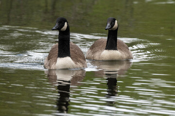 Bernache du Canada, nid, .Branta canadensis, Canada Goose