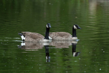 Bernache du Canada, nid, .Branta canadensis, Canada Goose