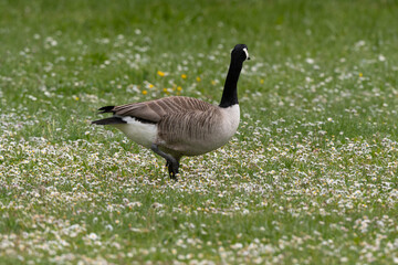 Bernache du Canada,.Branta canadensis, Canada Goose,