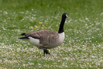 Bernache du Canada,.Branta canadensis, Canada Goose,