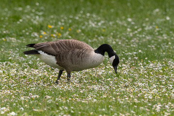 Bernache du Canada,.Branta canadensis, Canada Goose,