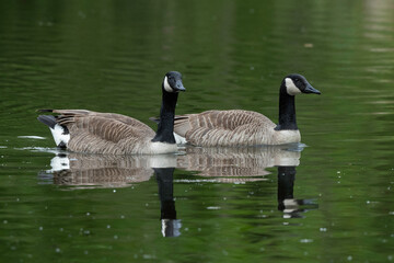 Bernache du Canada, nid, .Branta canadensis, Canada Goose