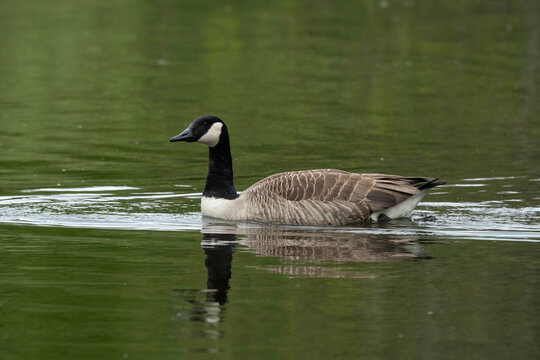 Bernache du Canada, nid, .Branta canadensis, Canada Goose