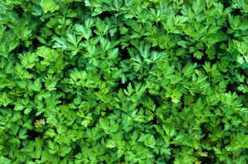 Petroselinum crispum, Persil