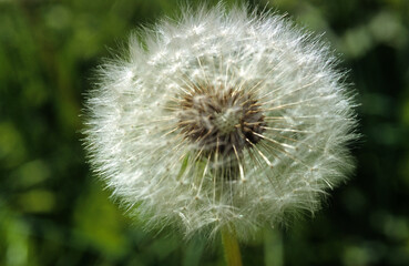 Taraxacum officinale, Pissenlit
