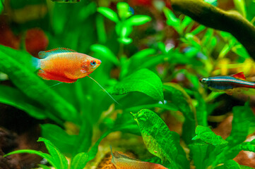 Obraz premium Tropical freshwater fish swimming in beautfiful scaped planted aquarium