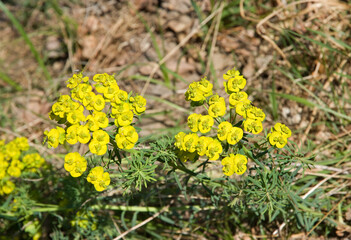 Euphorbia amygdaloides , Euphorbe des bois