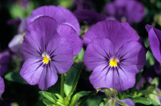 Viola x 'Jewel bleu moyen' , Mini pens&eacute;e