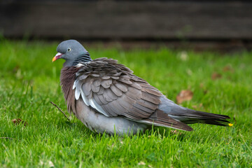 Pigeon ramier, Common Wood Pigeon, columba palumbus