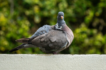 Pigeon ramier, Common Wood Pigeon, columba palumbus