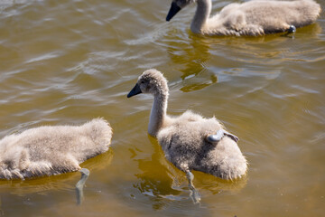 young swans in gray down swim on the lake