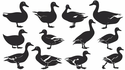 Black silhouettes of ducks are depicted in different poses and positions, showing a variety of perspectives and body movements. This is perfect for animal-themed designs.