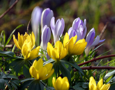 Heralds of spring - crocuses in Bad Suelze (Germany)