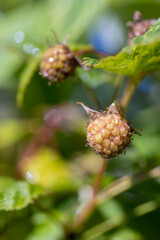raspberry bush in the garden before the berries ripen