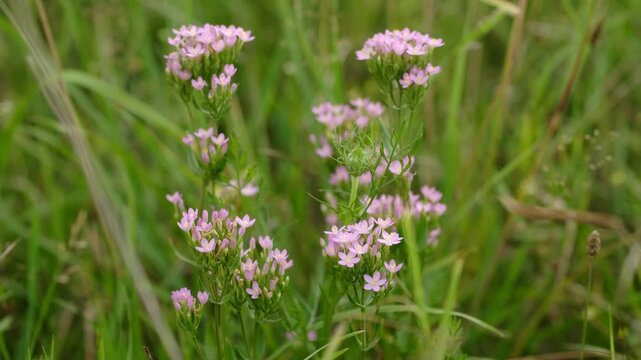 Centuria pospolita. Centaurium erythraea. Centaurium-erythraea-habytate. Wild pink flowers Common centaury or Centaurium erythraea in a garden.