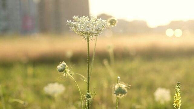 White flowers of wild carrot. Yarrow plant with small white flowers in the natural meadow (daucus carota). Bishop's lace or Queen Anne's lace
