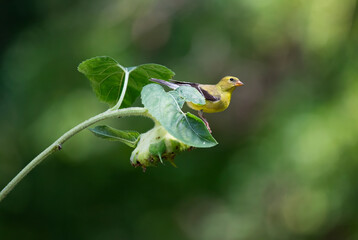 goldfinch on sunflower