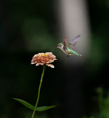 hummingbird on zinnia