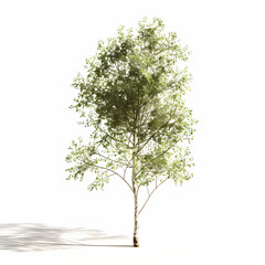 Isometric Tree with Lush Green Foliage – 3D Graphic Design Asset