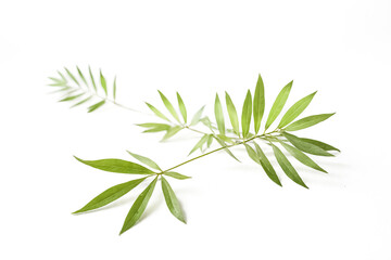 Obraz premium Green Leaves on White Background