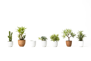 Fototapeta premium Minimalist Houseplants in White Pots on White Background