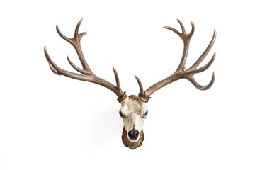 Deer Antlers on White Background