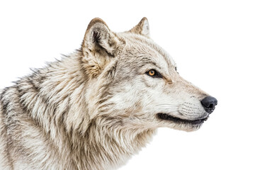 Fototapeta premium Close Up Of A Grey Wolf's Head