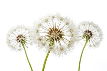 Obraz premium Three Dandelion Seeds