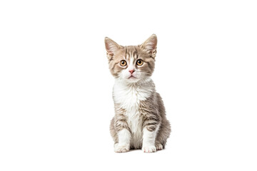 Fototapeta premium Cute Kitten Sitting and Looking Up