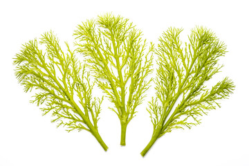 Fototapeta premium Green Seaweed Isolated on White Background