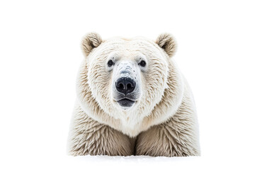Fototapeta premium Polar bear close-up portrait