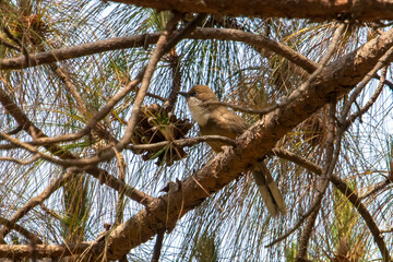 white-throated laughingthrush or Pterorhinus albogularis in Binsar, India