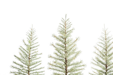 Three Pine Trees Isolated On White Background