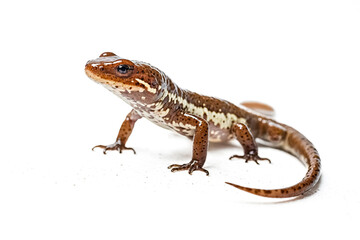 Obraz premium Brown Salamander with White Spots on White Background
