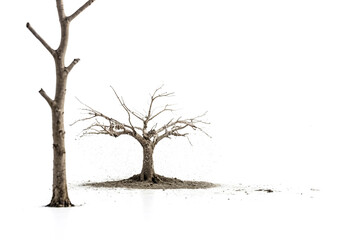 Dead Tree with Roots on White Background