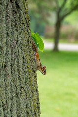 Chipmunk in a tree in Toronto High Park