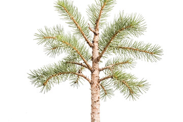 Young Pine Tree Isolated on White Background