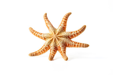 Starfish On White Background
