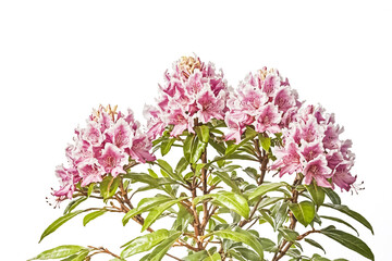 Obraz premium Pink Rhododendron Flowers with Green Leaves