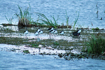 A group of pink legged Black-necked Stilts.