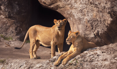 Indian lioness near a mountain cave at Bannerghatta wildlife reserve in India