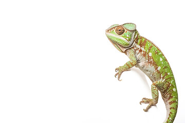 Fototapeta premium Chameleon on White Background