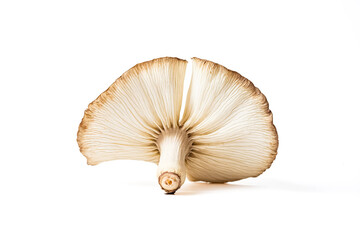 Single Mushroom on White Background