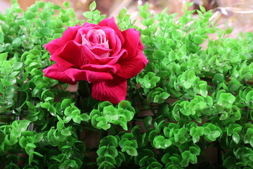 artificial roses on lush green plastic grass