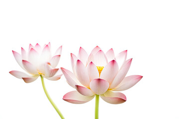 Fototapeta premium Two Pink Lotus Flowers Against White Background