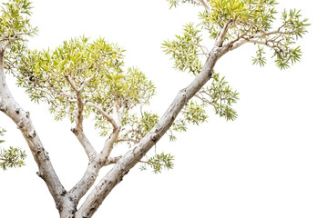 Fototapeta premium Tree branches with green leaves isolated on white background
