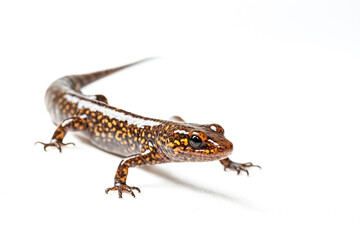 Naklejka premium Spotted Salamander Walking Isolated on White Background