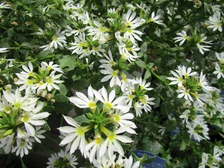 サンク・エールの白い花のアップ